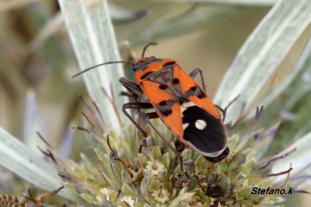 Lygaeidae: Lygaeus equestris del Friuli